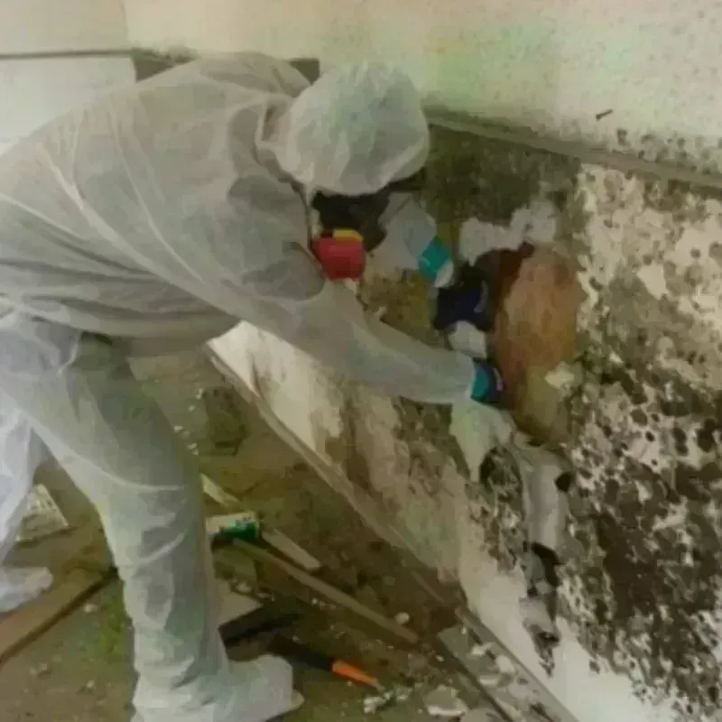 Mold Remediation and Removal in Danville, NH